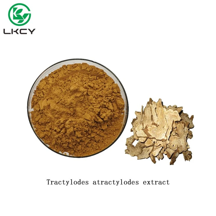 Tractylodes Atractylodes þykkni